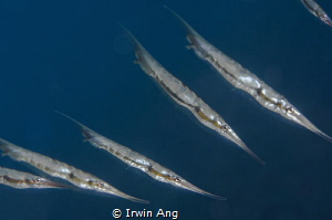 D o - R e - M i
Razorfish (Aeoliscus strigatus)
Tulambe... by Irwin Ang 